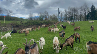 Capretti e capre razza roccaverano
