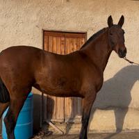 Puledra P.R.E. Di 2 anni, struttura da concorso