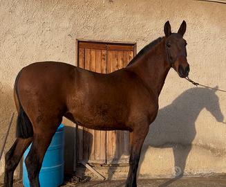 Puledra P.R.E. Di 2 anni, struttura da concorso