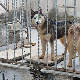 Siberian hushy cuccioloni