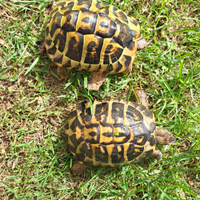 Tartaruga hermanny coppia giovane gado A