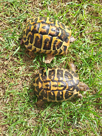 Tartaruga hermanny coppia giovane gado A