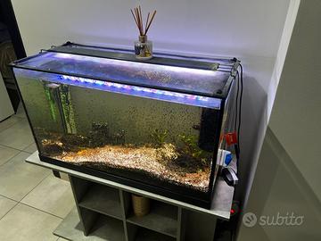 Acquario