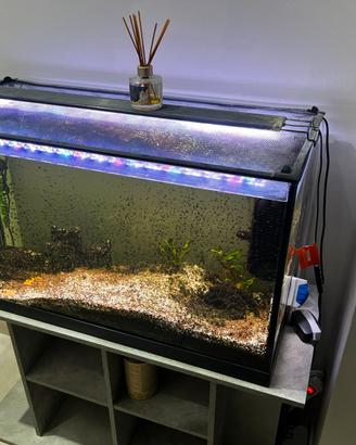 Acquario