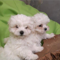Maltese mini toy