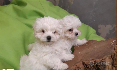 Maltese mini toy