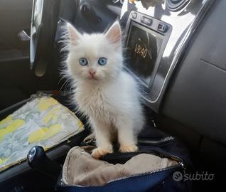 Gattini giocherelloni razza Norvegese sani