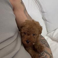 Barboncina 3 mesi minitoy