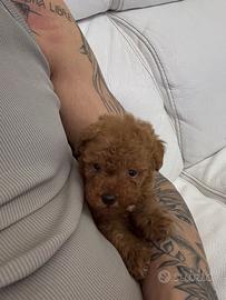 Barboncina 3 mesi minitoy