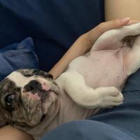 Cucciola di bulldog francese merle
