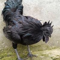 Galline cemani