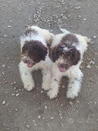Lagotto Romagnolo CUCCIOLI con Pedigree