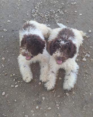 Lagotto Romagnolo CUCCIOLI con Pedigree
