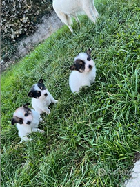 Cuccioli taglia piccola