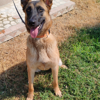 Pastore belga malinois femmina