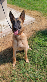 Pastore belga malinois femmina
