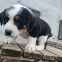 Cuccioli incrocio BOVARO DEL BERNESE e POINTER