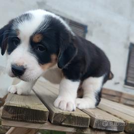 Cuccioli incrocio BOVARO DEL BERNESE e POINTER