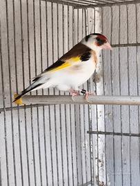 Cardellino femmina