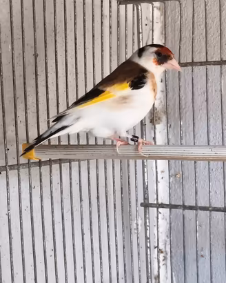 Cardellino femmina