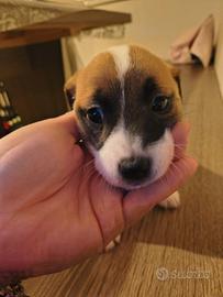 CUCCIOLE Jack Russell