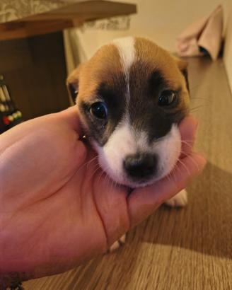 CUCCIOLE Jack Russell
