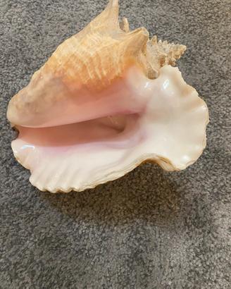 Conchiglia grande da decorazione