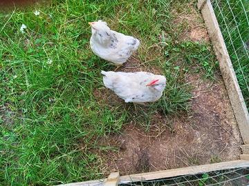 Galline ornamentali