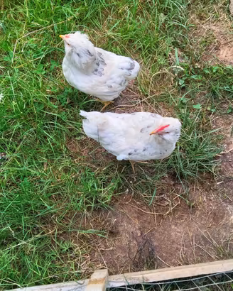 Galline ornamentali