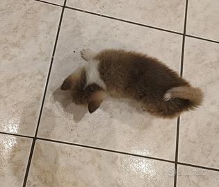 Akita inu