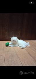 Maltese MiniToy