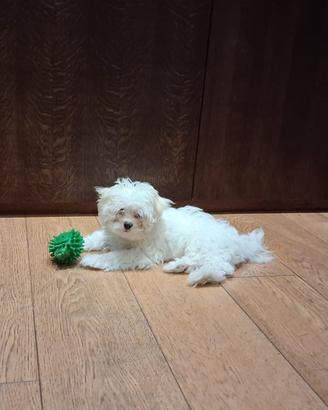 Maltese MiniToy