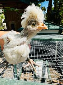 Giovane Gallo padovano bianco (raro)