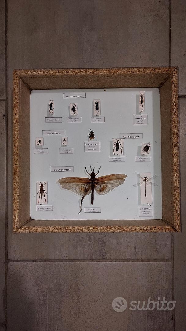 Scatola Espositiva Insetti In Legno 31x22x4cm - Vetrina Con Coperchio Trasparente Per Collezioni - Foto 6