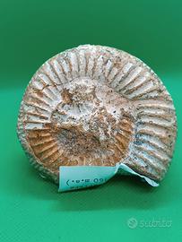 Ammonite