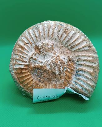 Ammonite