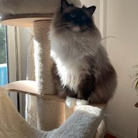 Ragdoll maschio con pedigree disponibile per monta