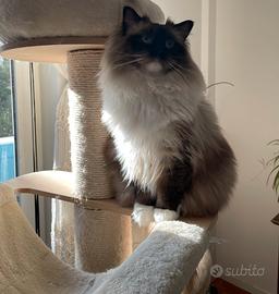 Ragdoll maschio con pedigree disponibile per monta