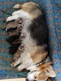 Cuccioli di Welsh Corgi Pembroke