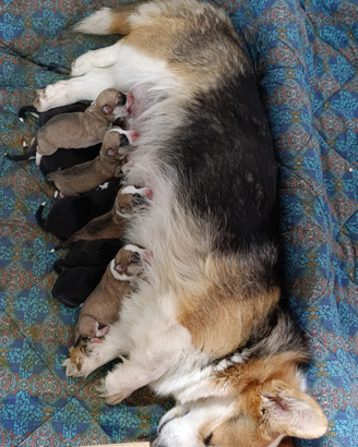 Cuccioli di Welsh Corgi Pembroke