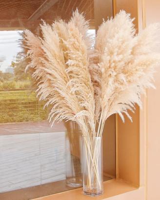 pampas bambu  radici di albero