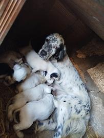Cuccioli Setter Inglese