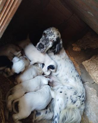 Cuccioli Setter Inglese