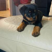 Rottweiler