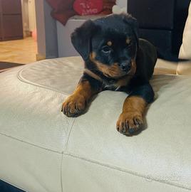 Rottweiler