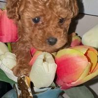 Barboncino Toy e mini Toy