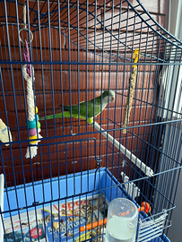 Parrocchetto monaco di 7 mesi maschio