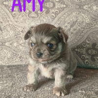 Disponibili 2 cuccioli di chihuahua