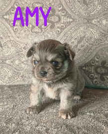 Disponibili 2 cuccioli di chihuahua