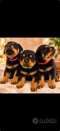 Cucciolo di Rottwailer